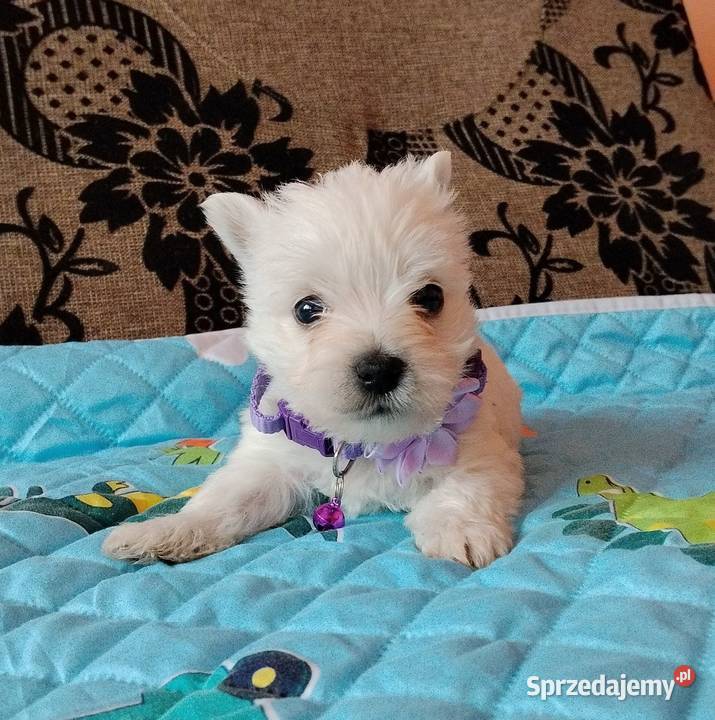 West Highland White Terrier West Highland White Terrier Sokoły