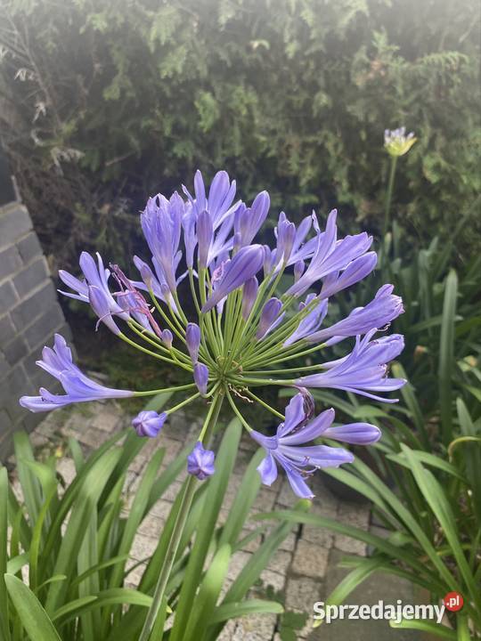 Agapanthus w donicy lubelskie