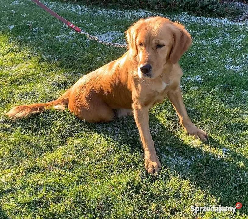 SUPER SZCZENIAKI GOLDEN RETRIEVER Stary Broniszew
