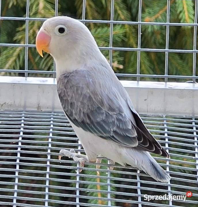 Nierozłączka Fischer młode łatwo się oswajają i Poznań