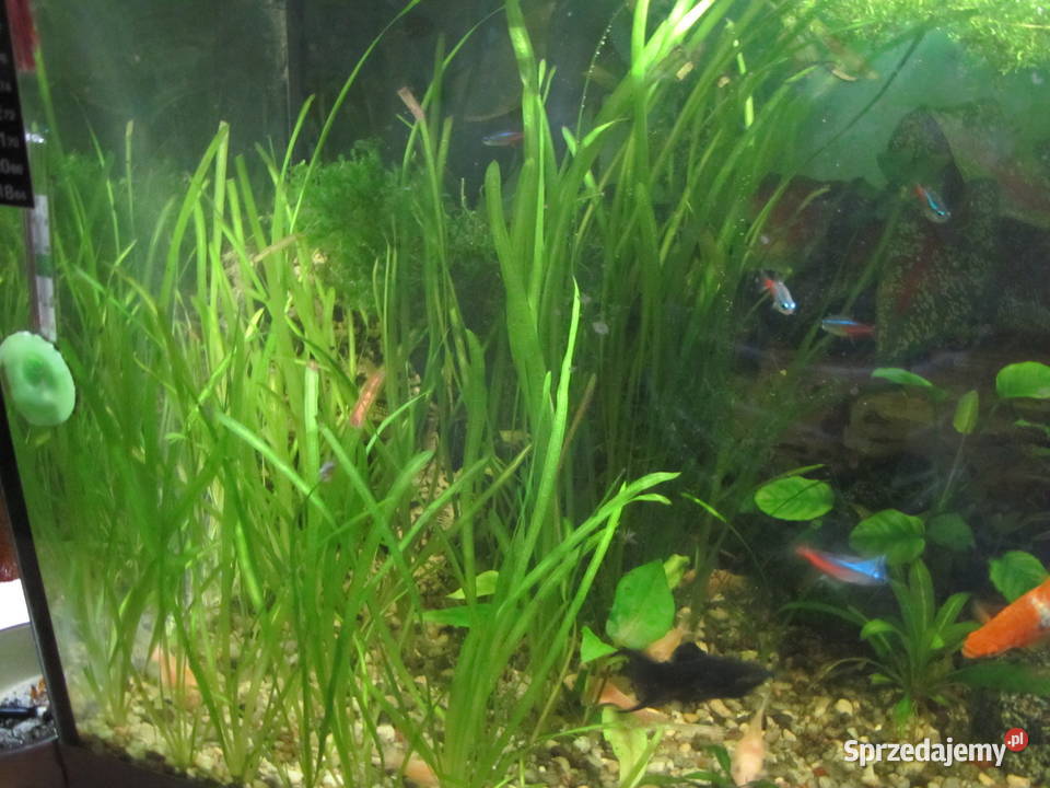 Trawka nurzaniec