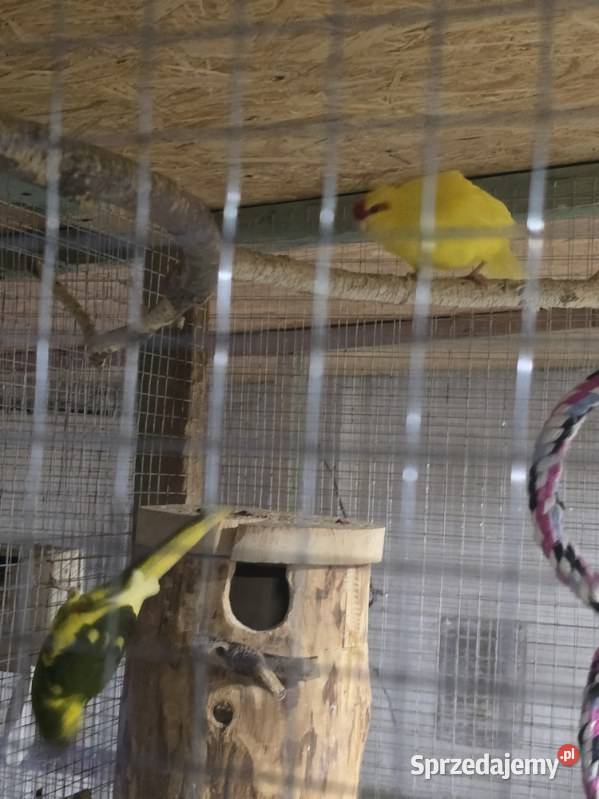 Modrolotka czerwonoczelna mloda recznie karmiona śląskie Rybnik sprzedam