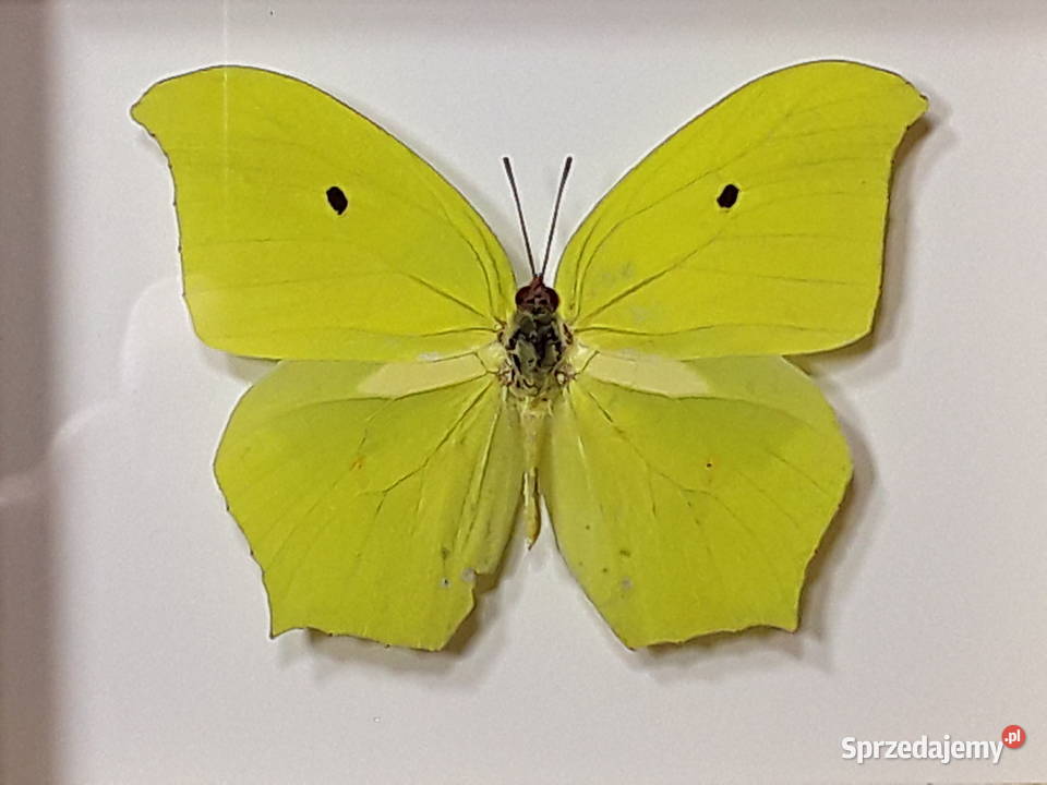 Motyl w ramce 12x10 Anteos maerula 75 mm Pozostałe Szczecin