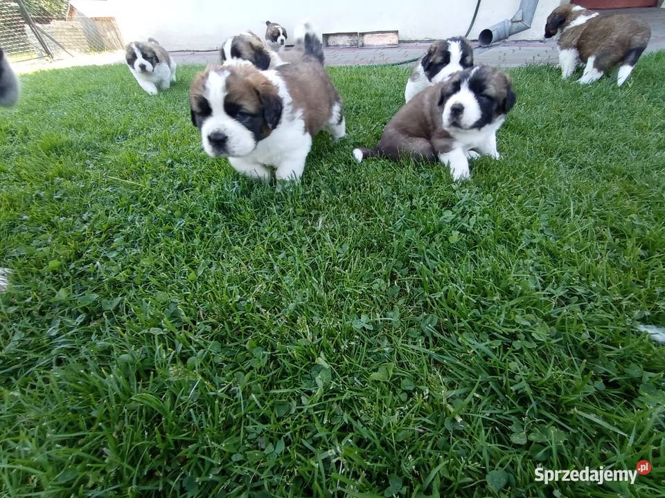Szczeniaki bernardyn