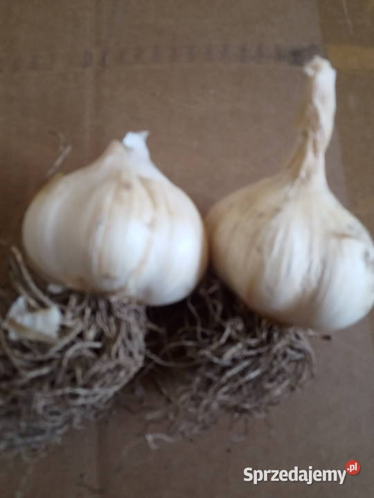 Czosnek do sadzenia Wiele sprzedam