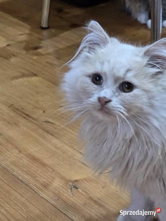 Koty syberyjskie kocurki rude kotka biało szara Syberyjski dolnośląskie Bielawa