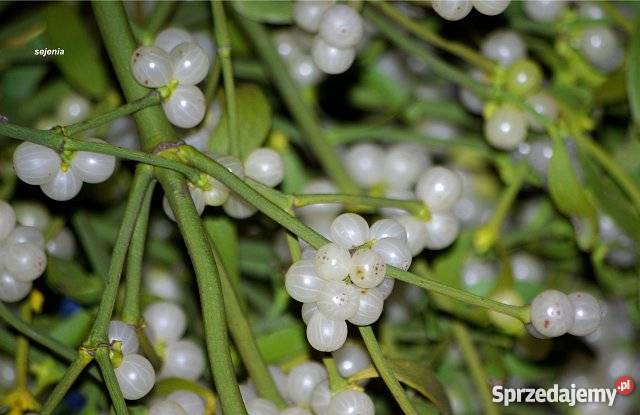 Sprzedam Jemiołę Jemioła hurt 1m3 80 Kule pęczki Piotrków Trybunalski