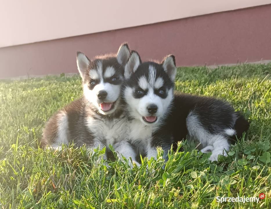 Szczeniaczki Siberian husky z elitarnym Krośniewice