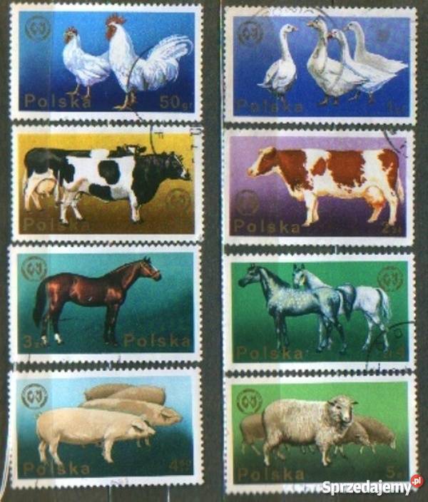 Zn Fi 2231 8 kas 1975 Gliwice