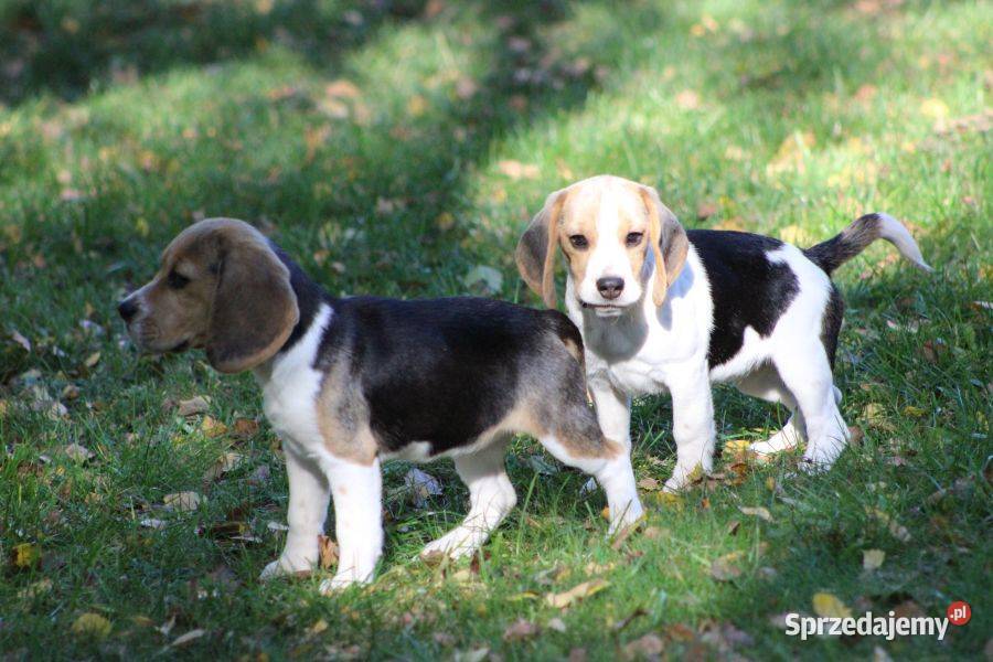 Beagle Panny do wzięcia ZKwPFCI Champione Polski