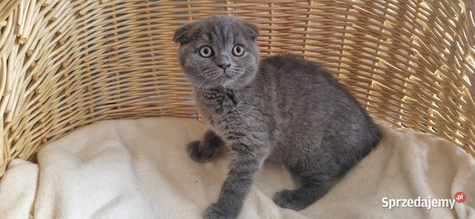 Kocurek Szkocki niebieski zwisłouchy Katowice