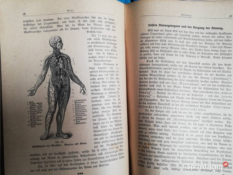 Die Frau als hausarzlin 1919 Gruszków sprzedam