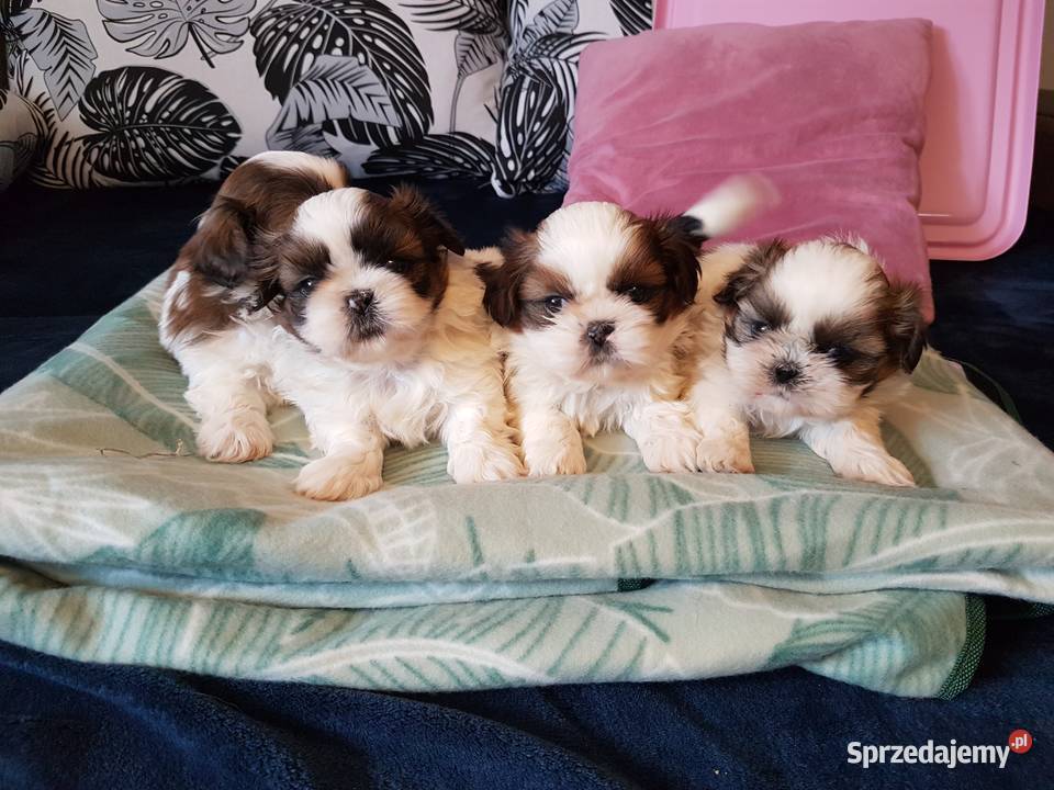 Shih tzu 3 suczki 1 pies Busko-Zdrój