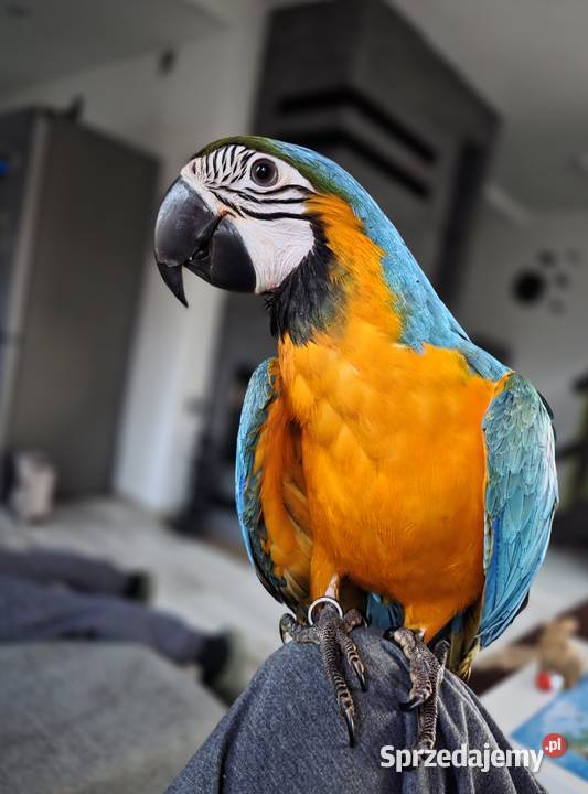 Ara Ararauna z maja 2025 Steklno sprzedam