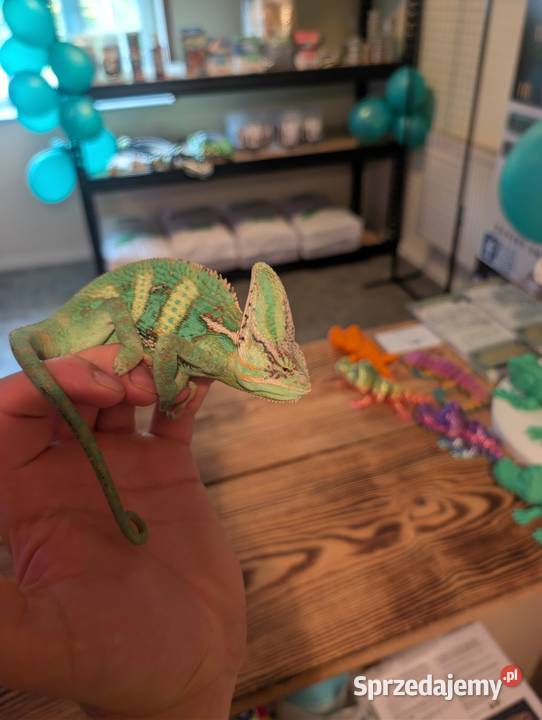 Kameleon jemeński Olsztyn