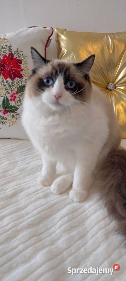 Kotka ragdoll 11 miesięcy Wrocław
