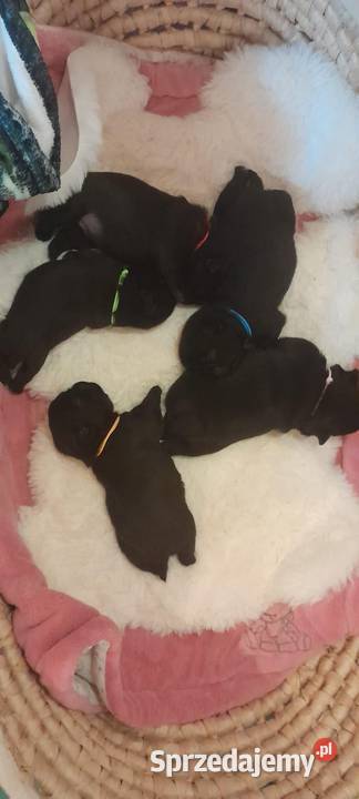Czarne mopsiki Mops Jaworzno