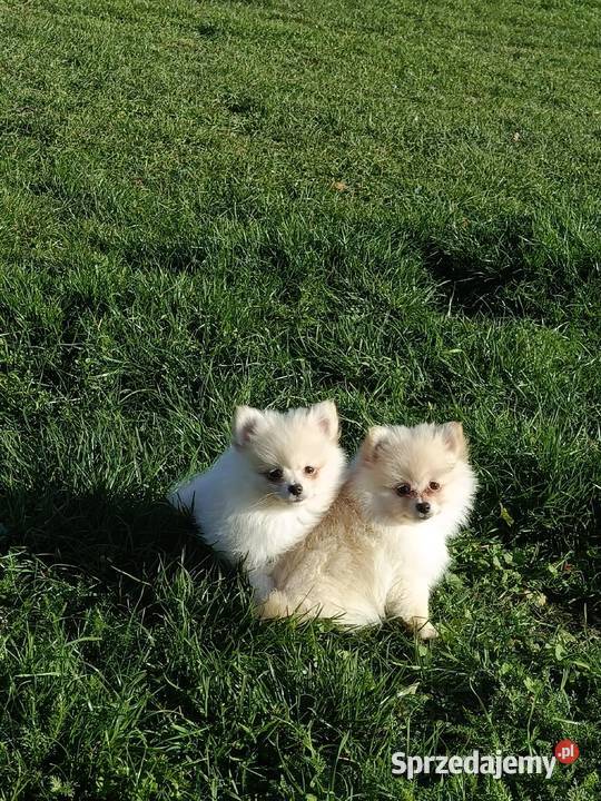 Szpic miniaturowy Szczecin