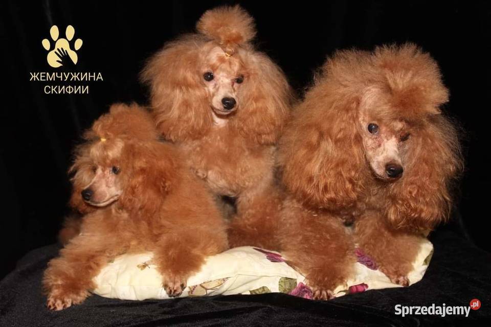 Pudel Toy dziewczyna z dokumentami FCI Pozostałe