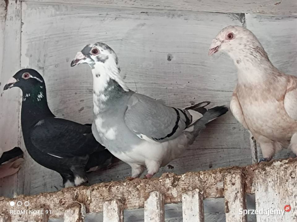 Gołębie Staropolskie Kuczbork-Wieś