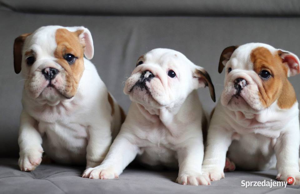 Buldog angielski suczka Świerklany
