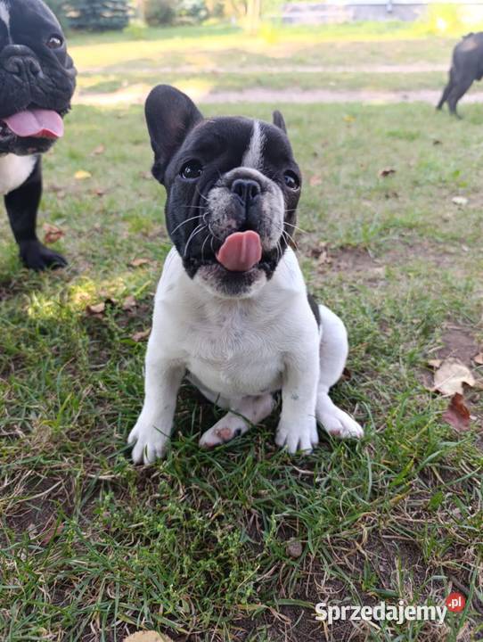 Buldog Francuski śliczna mocnej budowy Białystok sprzedam