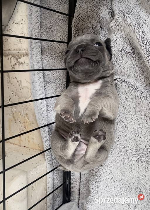 SREBRNE SZARE szczeniaki Buldog Francuski pomorskie Słupsk