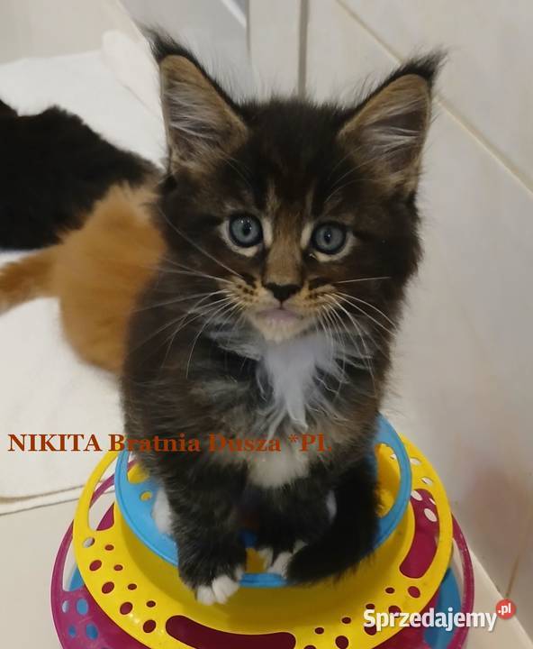 Maine Coon kocurki Warszawa