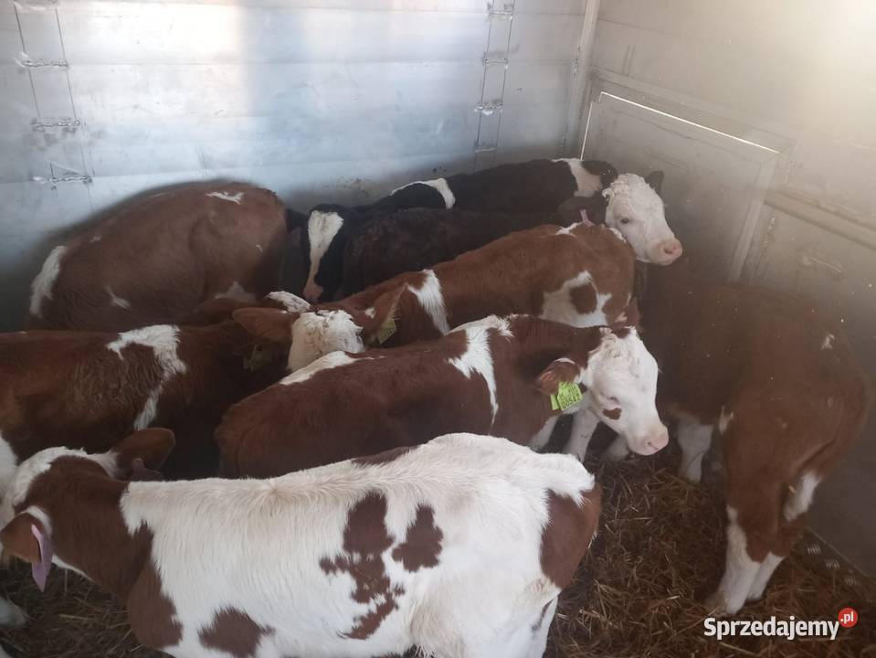 Sprzedam cielaki Bolesławiec