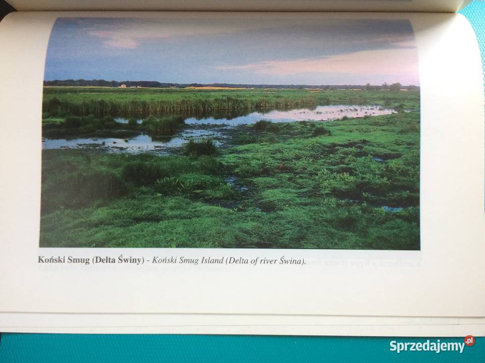 3431 Ostoje Ptaków W Pol Części Zalewu Antykwariat