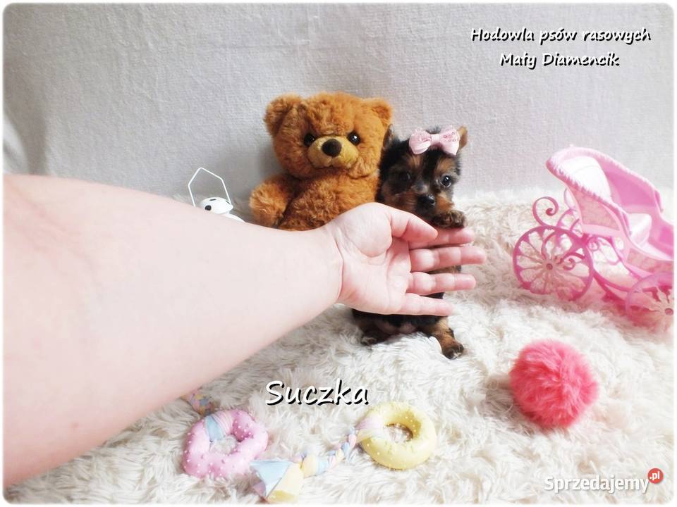 Malutka suńka York Yorkshire Terrier Rodowód Żary