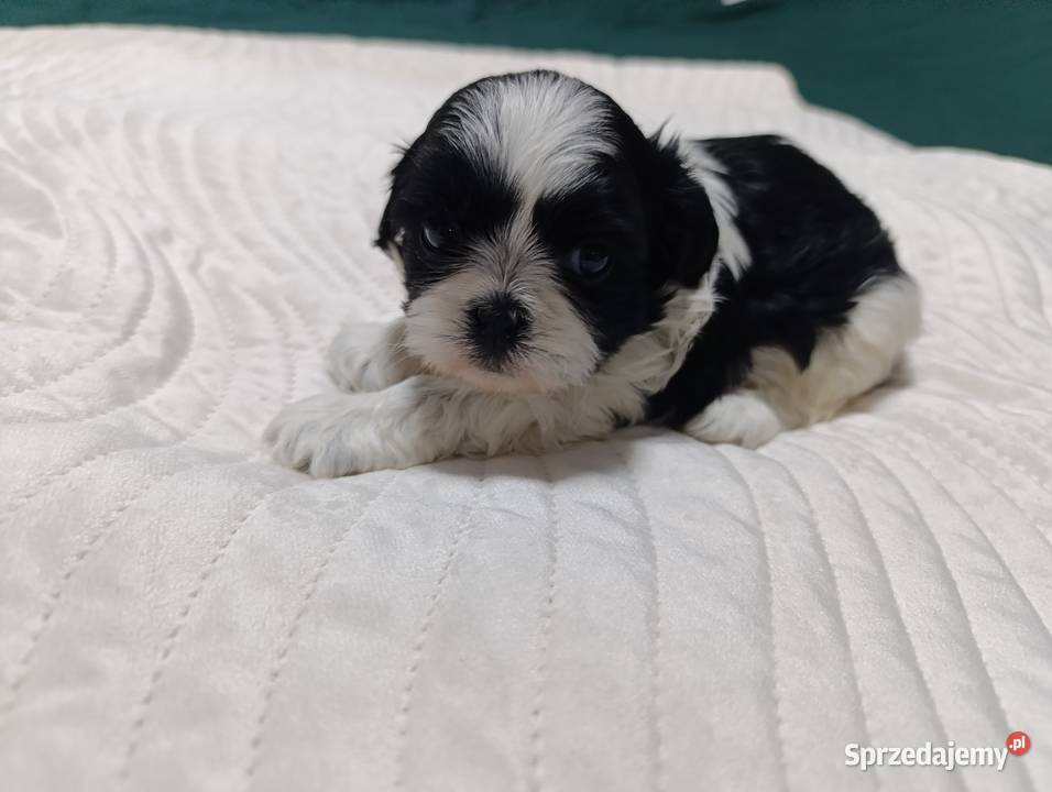 Shih tzu rodowód Wieluń