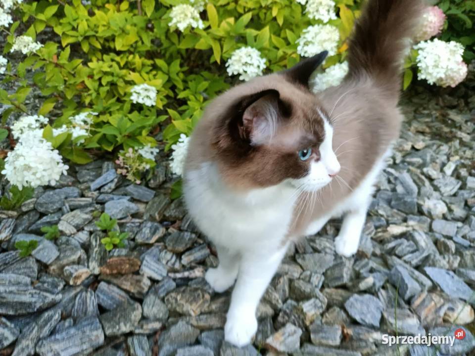 Kocięta Kocurek Ragdoll FPL dostępny Stopnica