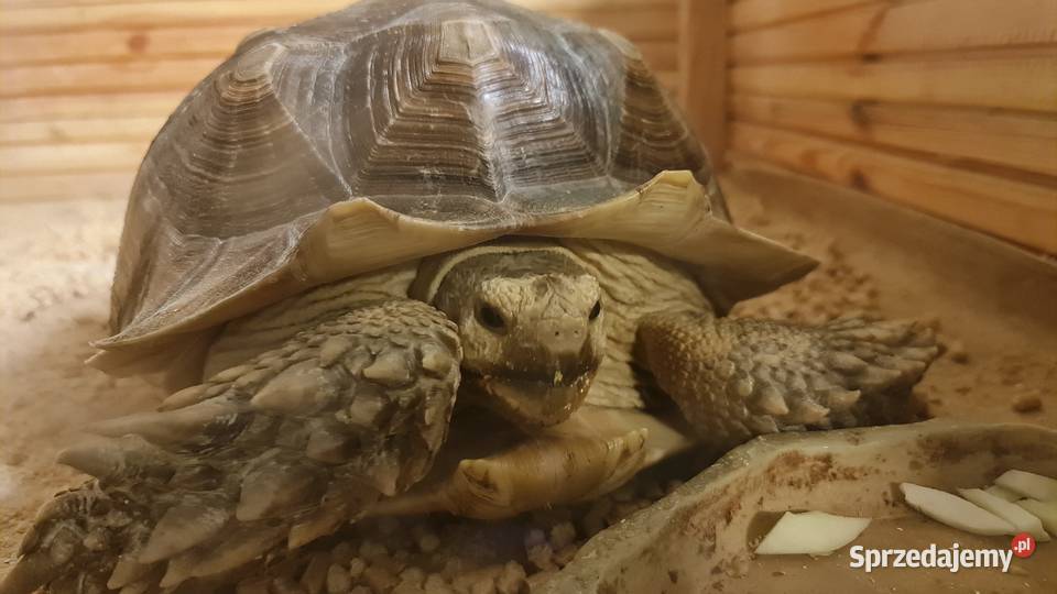 Żółw pustynny Warszawa