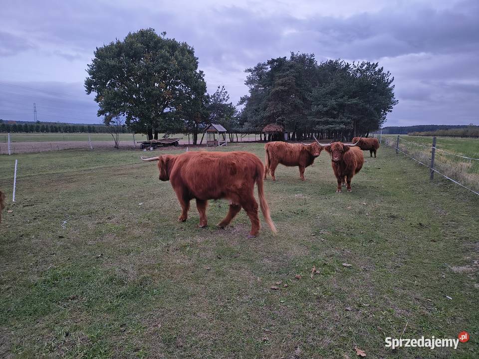 Bydło highland cattle Kłoda