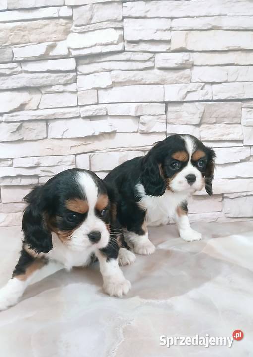 szczenięta Cavalier king charles spaniel Zwierzęta Rzeszów