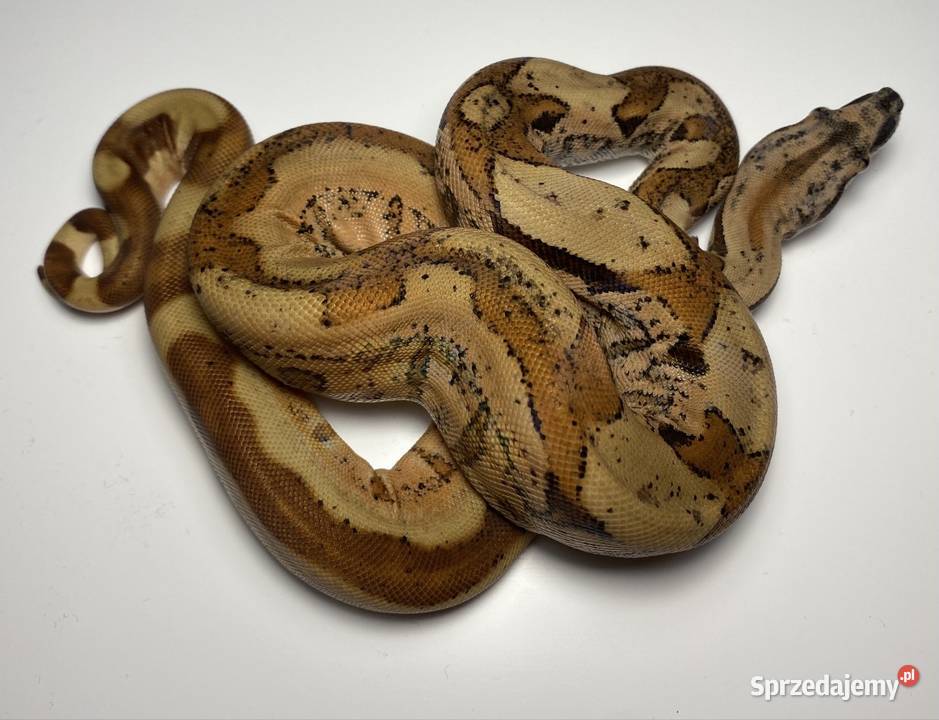 Węże boa cesarskie samice i samce