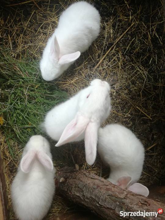 Sprzedam Młode Króliki Rozpłucie Pierwsze sprzedam