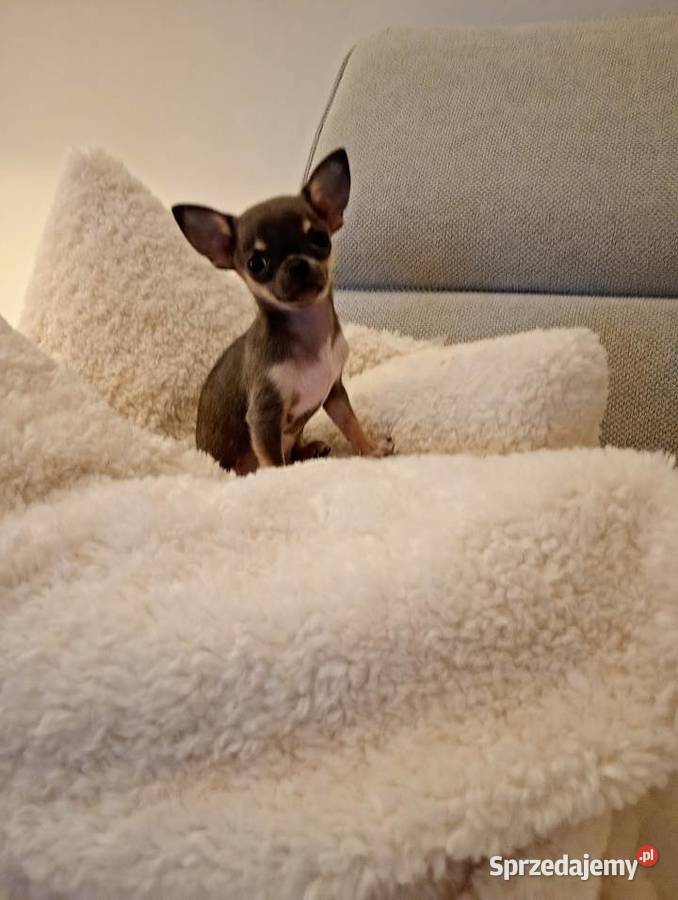 Chihuahua xxs błękitna