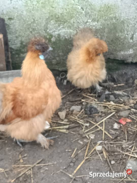 Sprzedam koguta silke Pleszew