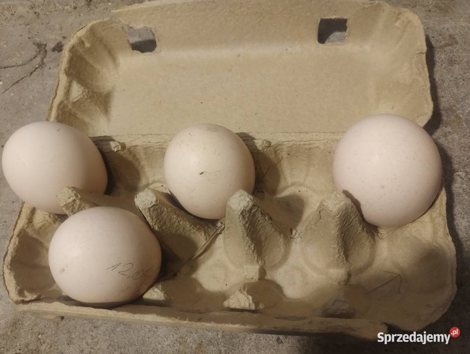 Sprzedam jajka lęgowe pawie Mielec sprzedam