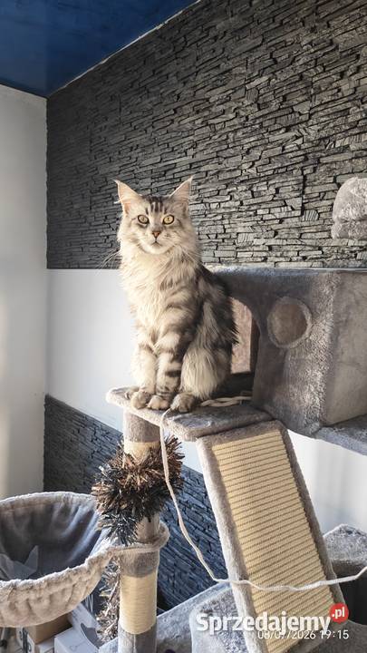 Kotka Maine Coon z rodowodem WCFSHK pełna Rybnik