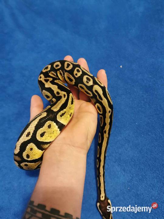 Pyton Królewski pastel samiec sprzedam