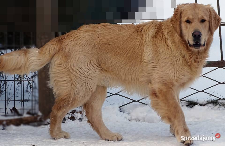 Golden retriever 9 miesięczny Przysucha