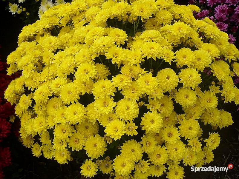 Chryzantemy Doniczkowe Drobnokwiatowe Kraków Niepołomice