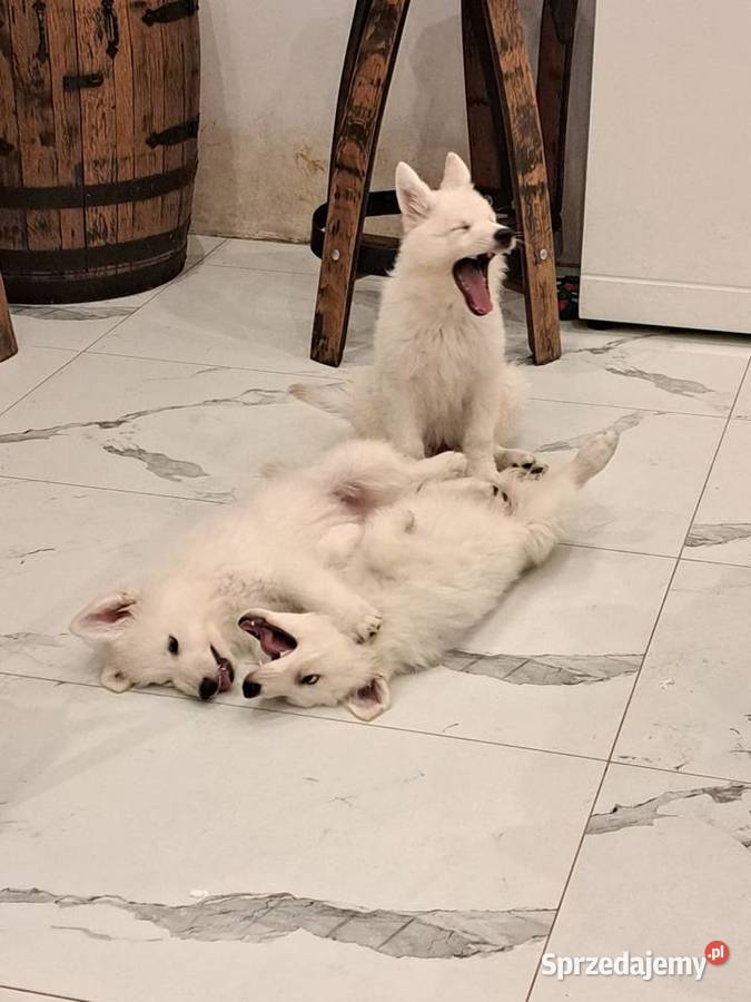 Bialy Owczarek Szwajcarski FCI ZWOLNILY się śląskie Bytom sprzedam