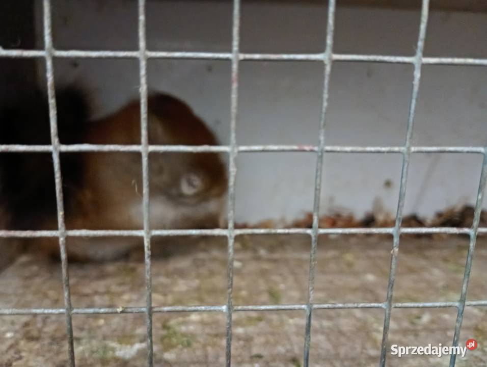 Sprzedam wiewiórka Zawadzkie sprzedam