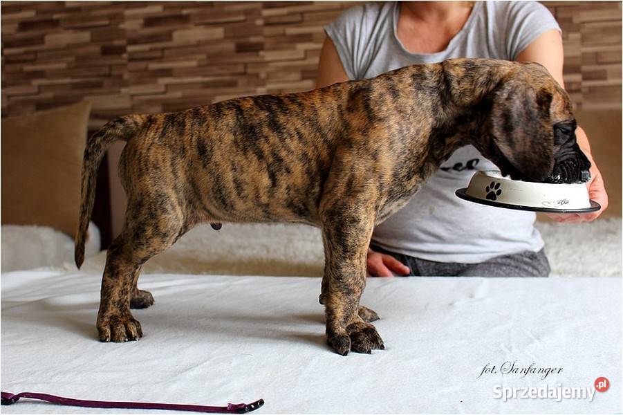 Dog Niemiecki żółty pręgowany