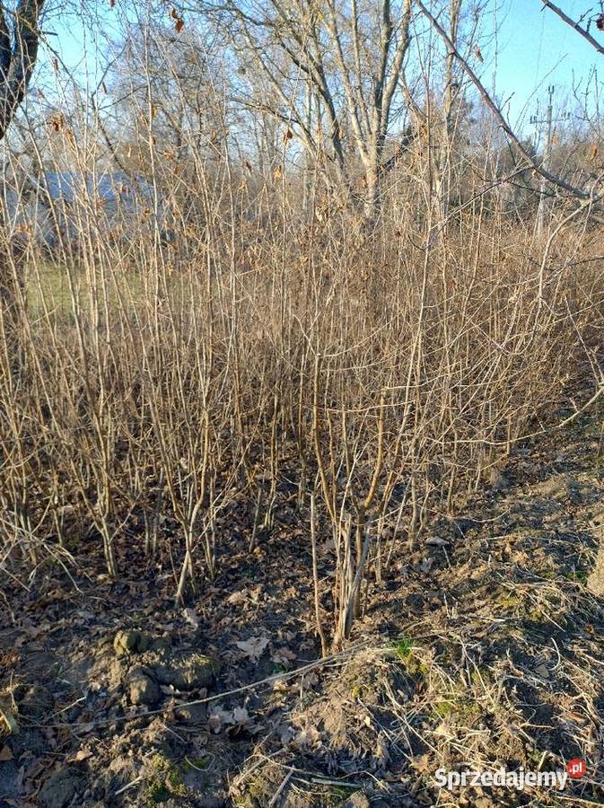 Sprzedam sadzonki leszczyny Lublin