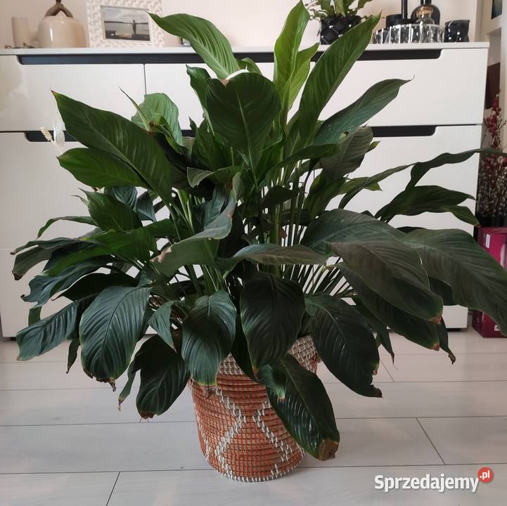 Skrzydłokwiat Spathiphyllum sprzedam